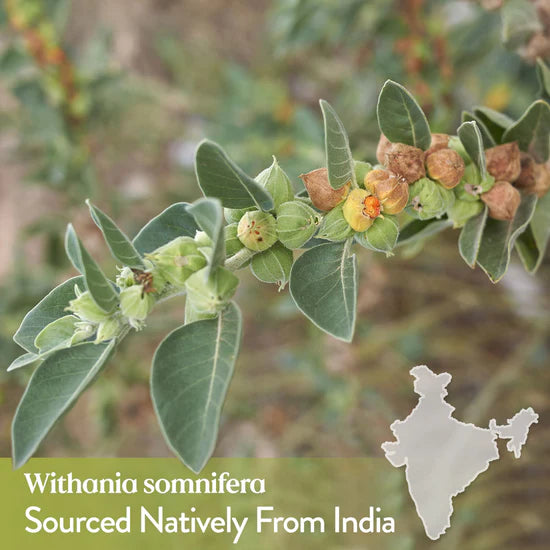 Natures Sunshine Withania (Ashwagandha) 100 Caps